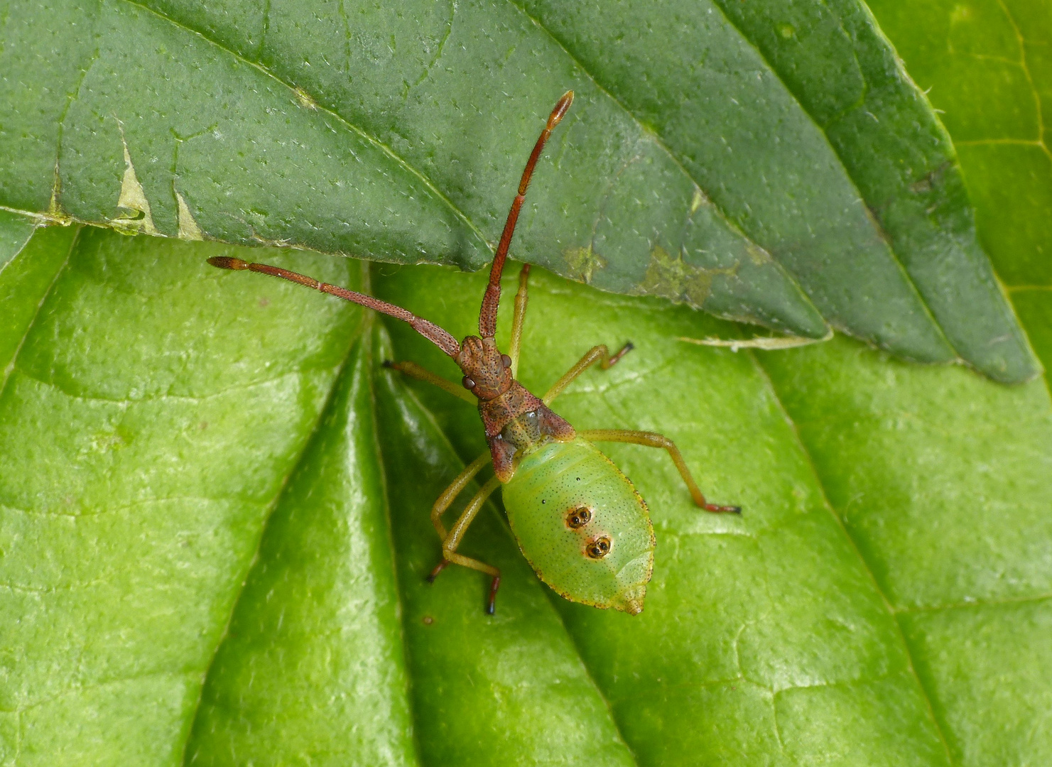 L4-Larvenstadium der Braunen Randwanze (Gonocerus acuteangulatus)