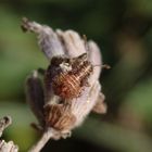 L4-Larvenstadium der Hellbraunen Glasflügelwanze (Rhopalus subrufus)