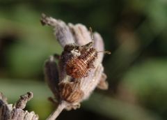 L4-Larvenstadium der Hellbraunen Glasflügelwanze (Rhopalus subrufus)