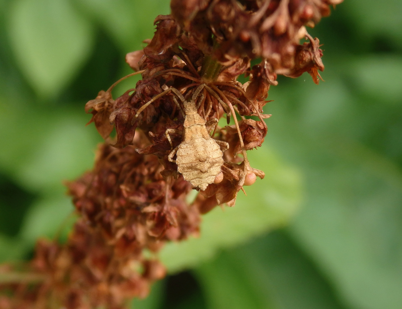 L4-Larvenstadium der Lederwanze (Coreus marginatus)