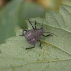 L4-Larvenstadium der Marmorierten Baumwanze (Halyomorpha halys)