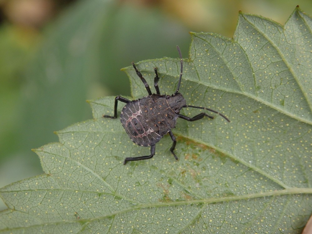 L4-Larvenstadium der Marmorierten Baumwanze (Halyomorpha halys) Foto ...
