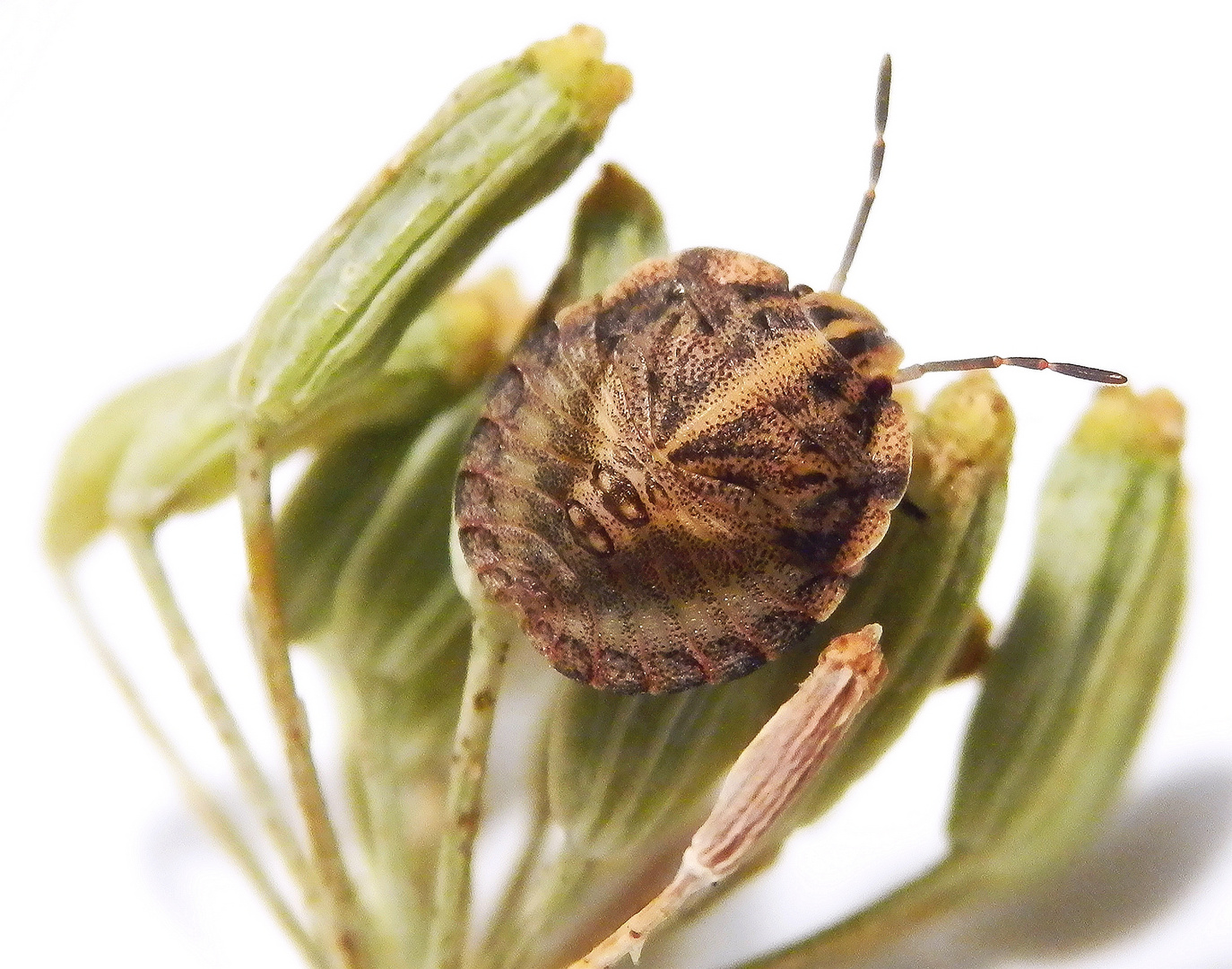 L4 Larvenstadium der Streifenwanze (Graphosoma italicum)