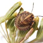 L4 Larvenstadium der Streifenwanze (Graphosoma italicum)