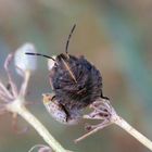 L4 Larvenstadium der Streifenwanze (Graphosoma italicum)