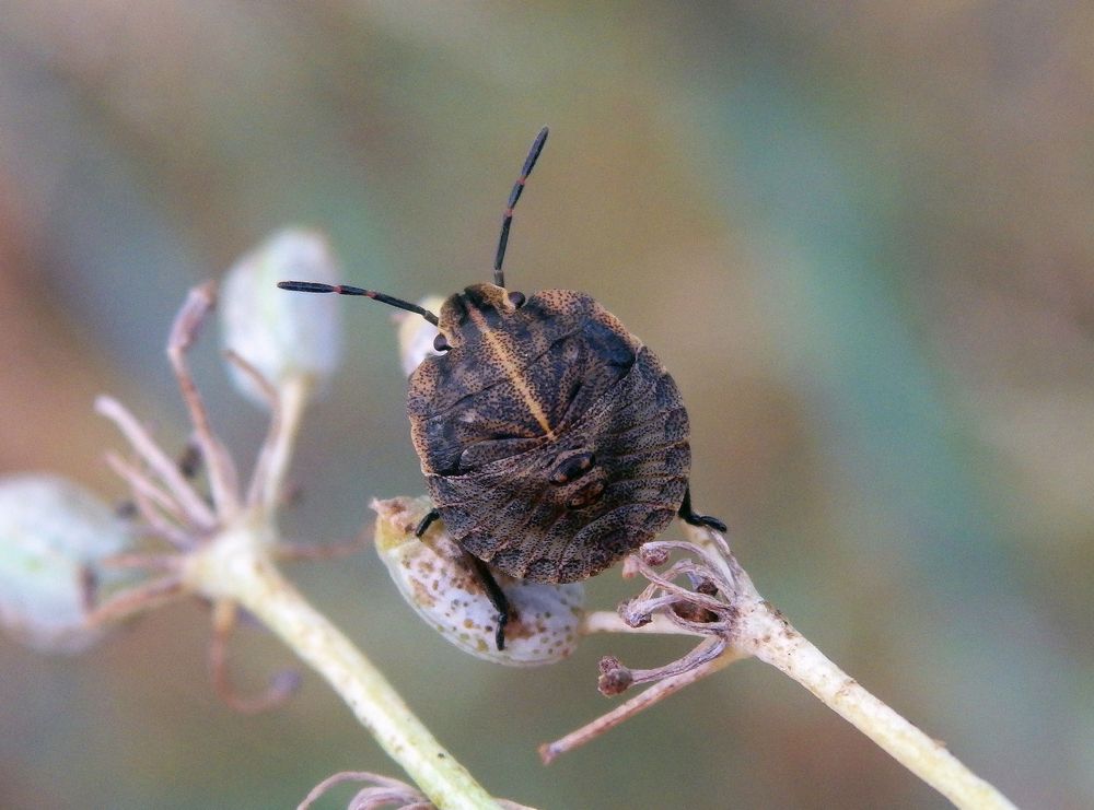 L4 Larvenstadium der Streifenwanze (Graphosoma italicum)