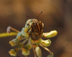 L4 Larvenstadium der Streifenwanze (Graphosoma italicum)