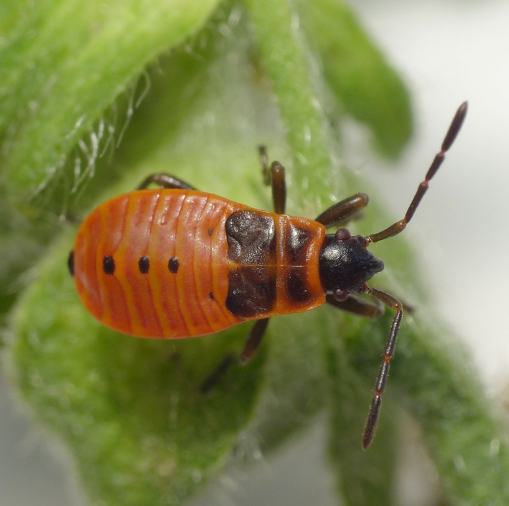 L4-Nymphe der Feuerwanze (Pyrrhocoris apterus)