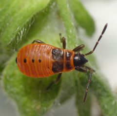 L4-Nymphe der Feuerwanze (Pyrrhocoris apterus)