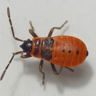 L4-Nymphe der Feuerwanze (Pyrrhocoris apterus)