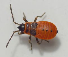 L4-Nymphe der Feuerwanze (Pyrrhocoris apterus)