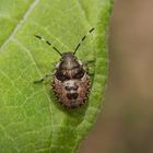 L4-Nymphe der Grauen Gartenwanze (Rhaphigaster nebulosa)