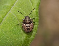 L4-Nymphe der Grauen Gartenwanze (Rhaphigaster nebulosa)