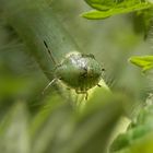 L4-Nymphe der Grünen Stinkwanze (Palomena prasina)