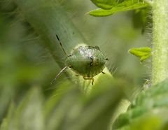 L4-Nymphe der Grünen Stinkwanze (Palomena prasina)