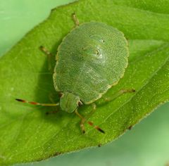 L4 Nymphe der Grünen Stinkwanze (Palomena prasina)