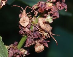 L4- und L5-Larven der Lederwanze (Coreus marginatus) auf Ampfer