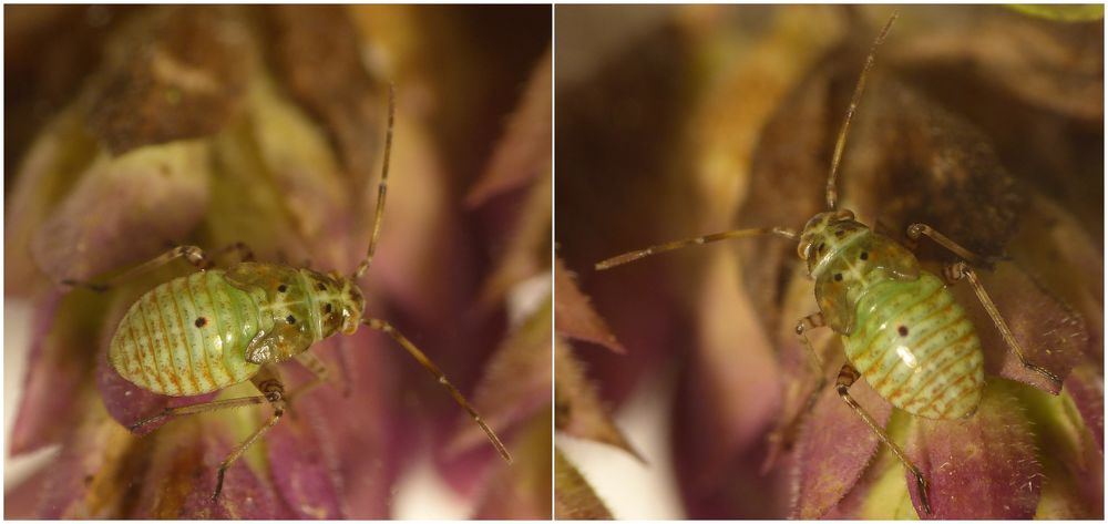 L5-Larve der Beifuß-Weichwanze (Lygus gemellatus)