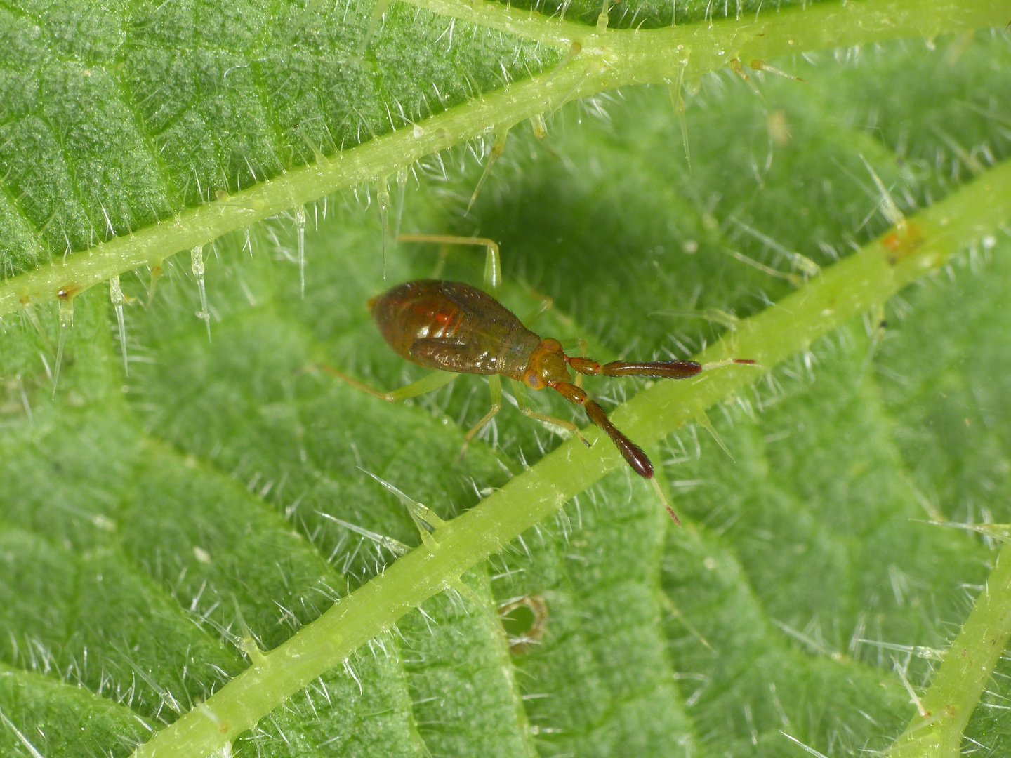 L5-Larve der Dickfühlerweichwanze (Heterotoma planicornis)