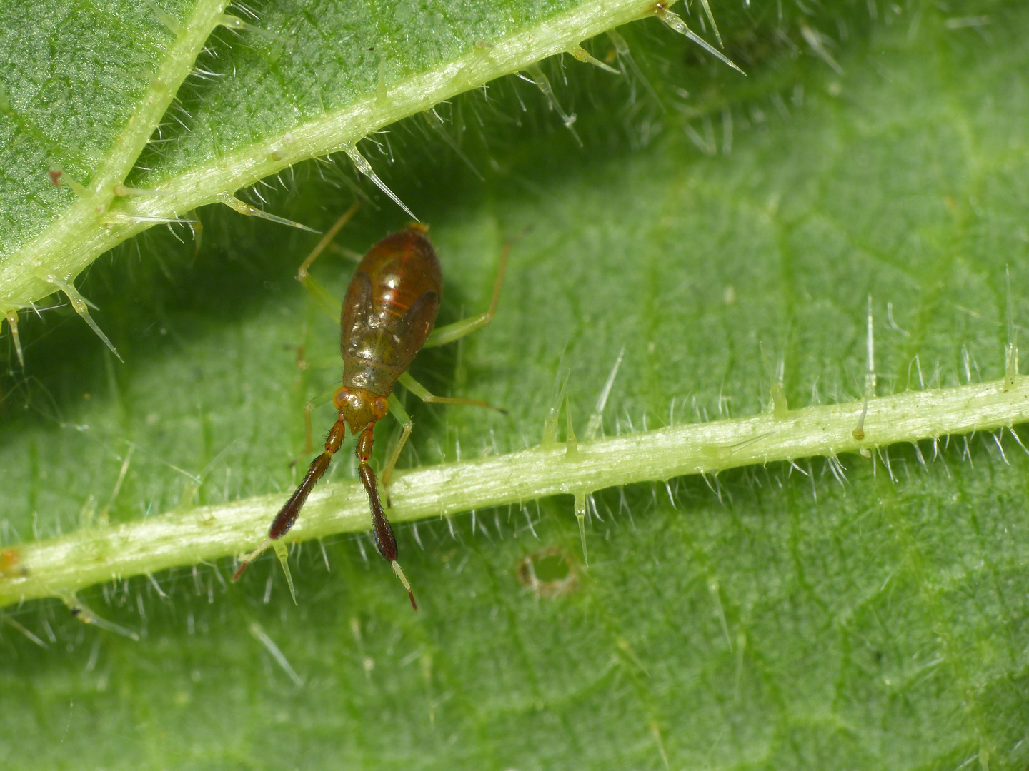 L5-Larve der Dickfühlerweichwanze (Heterotoma planicornis)