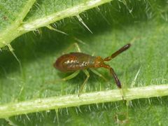 L5-Larve der Dickfühlerweichwanze (Heterotoma planicornis)