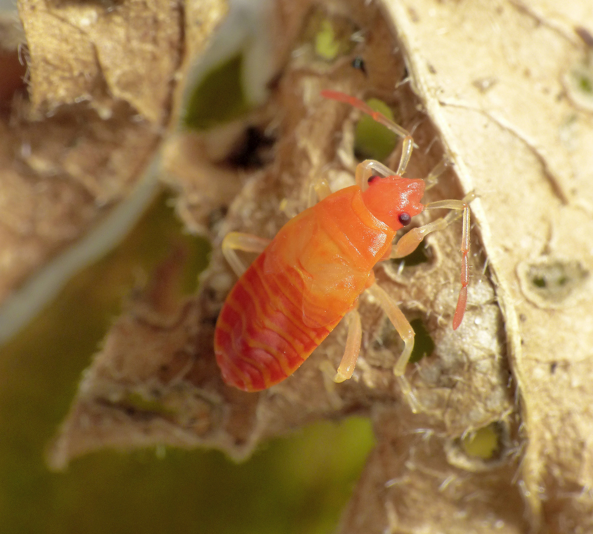 L5-Larve der Feuerwanze (Pyrrhocoris apterus) - frisch gehäutet