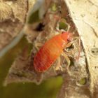 L5-Larve der Feuerwanze (Pyrrhocoris apterus) - frisch gehäutet