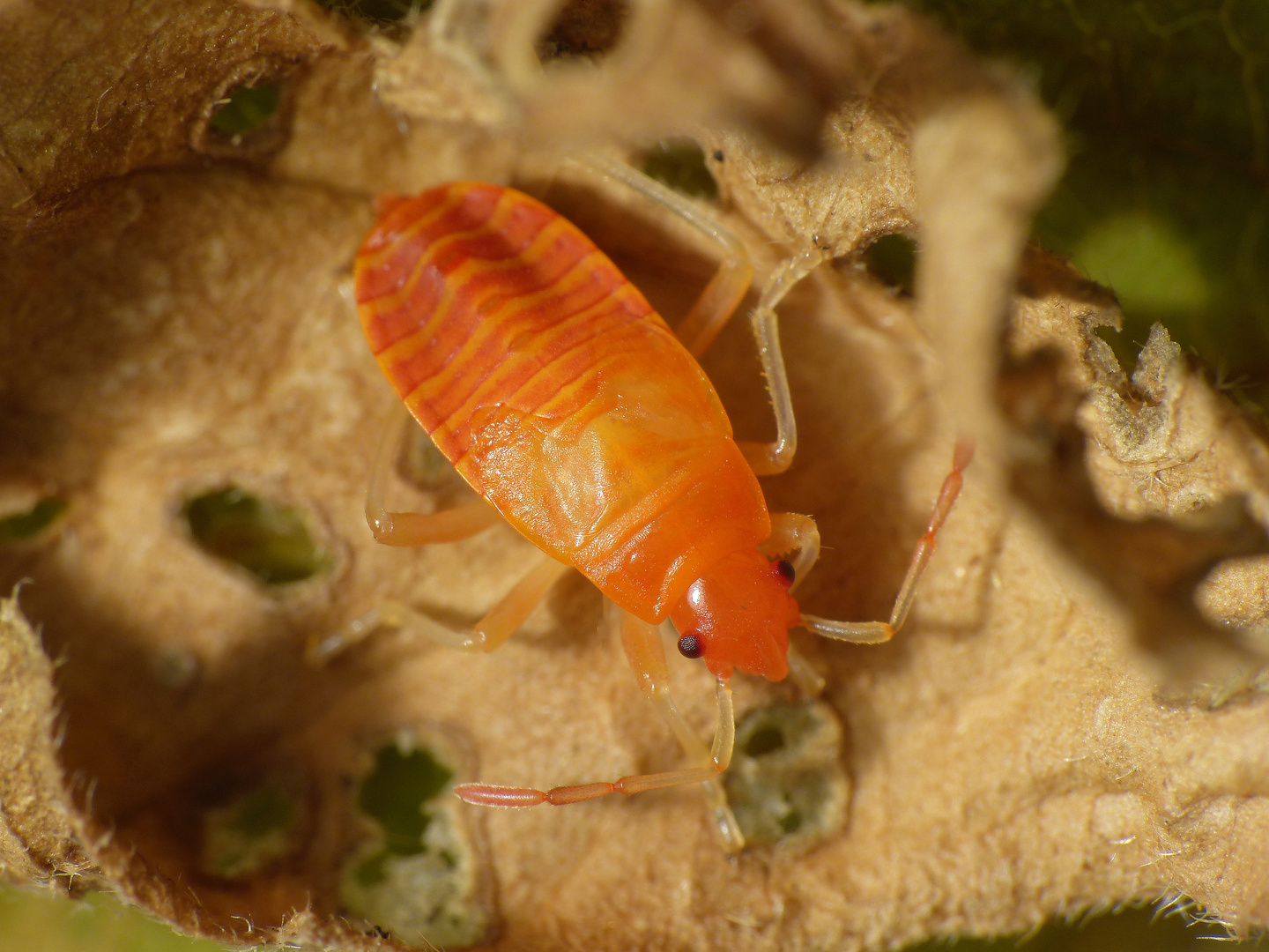 L5-Larve der Feuerwanze (Pyrrhocoris apterus) - frisch gehäutet