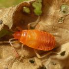 L5-Larve der Feuerwanze (Pyrrhocoris apterus) - frisch gehäutet