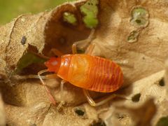 L5-Larve der Feuerwanze (Pyrrhocoris apterus) - frisch gehäutet