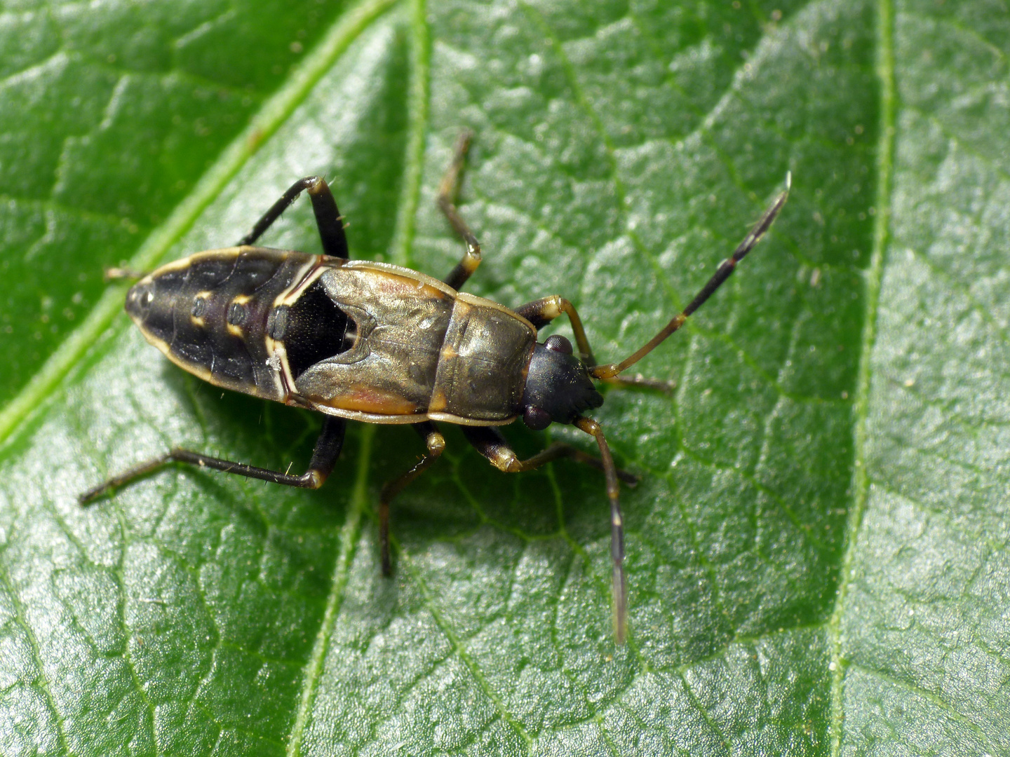 L5 Larve der Gemeinen Bodenwanze (Rhyparochromus vulgaris)