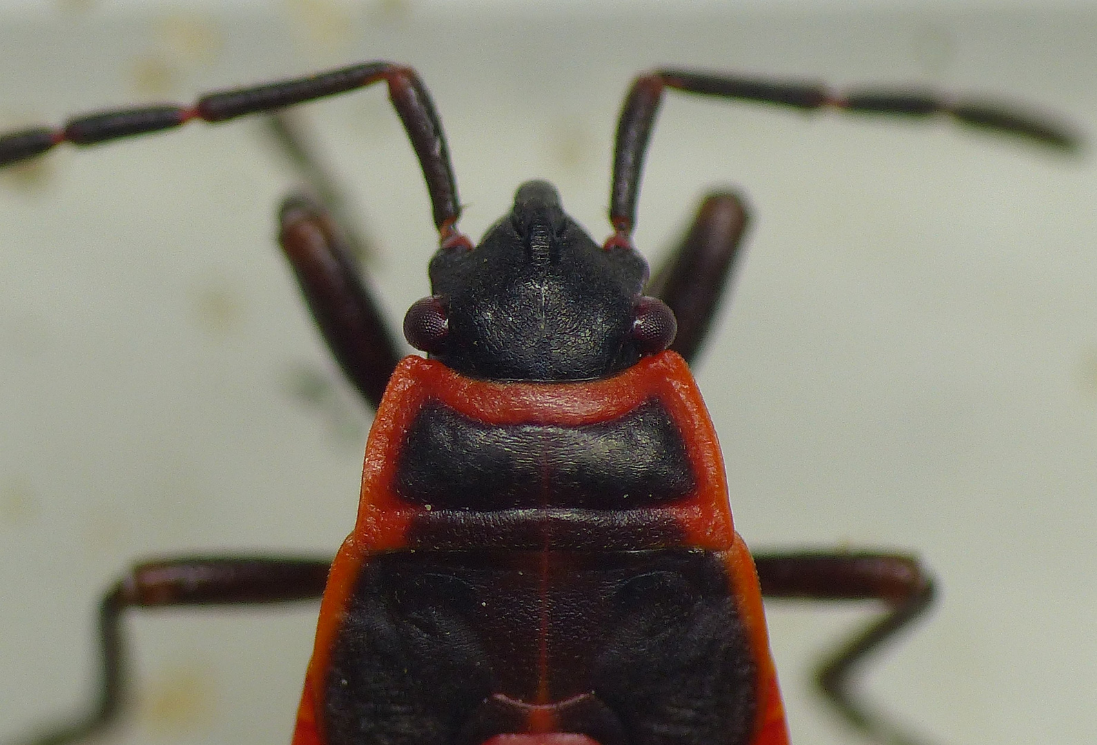 L5-Larve der Gemeinen Feuerwanze (Pyrrhocoris apterus)