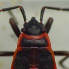 L5-Larve der Gemeinen Feuerwanze (Pyrrhocoris apterus)