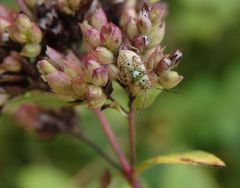 L5-Larve der Gemeinen Wiesenwanze (Lygus pratensis)