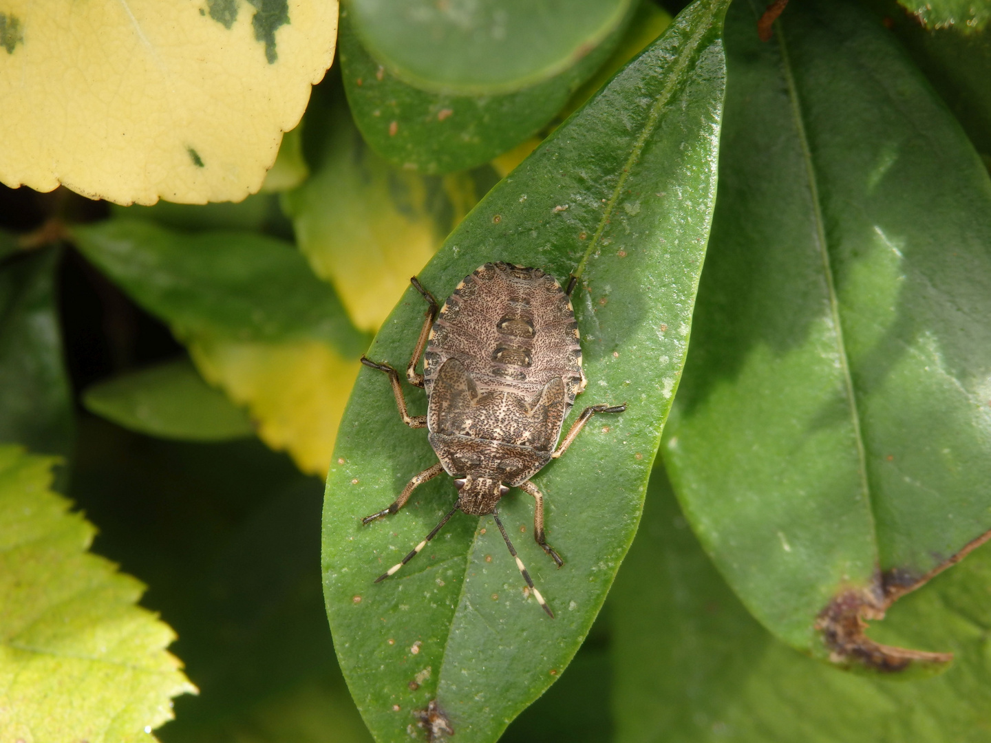 L5-Larve der Grauen Gartenwanze (Rhaphigaster nebulosa)