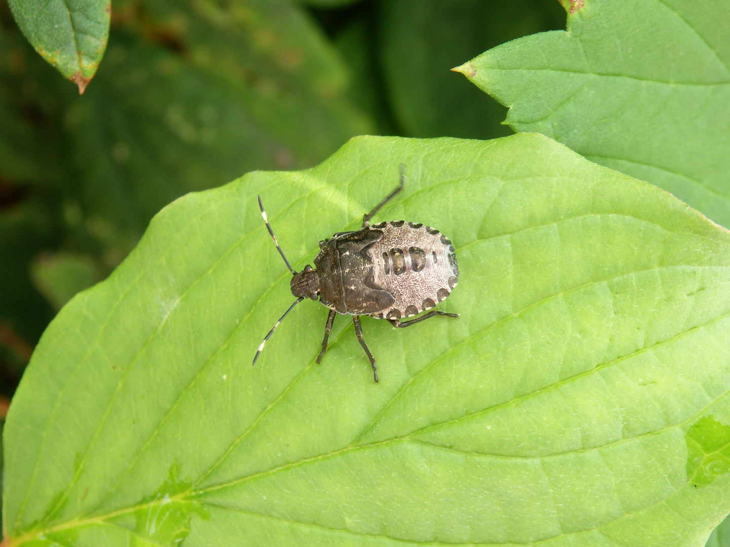 L5-Larve der Grauen Gartenwanze (Rhaphigaster nebulosa)