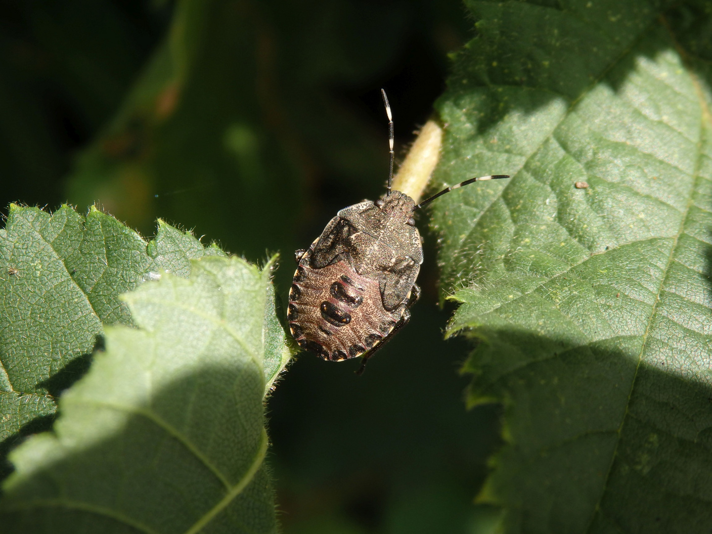 L5-Larve der Grauen Gartenwanze (Rhaphigaster nebulosa)