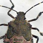 L5-Larve der Marmorierten Baumwanze (Halyomorpha halys)