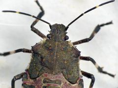 L5-Larve der Marmorierten Baumwanze (Halyomorpha halys)