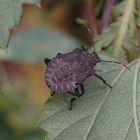 L5-Larve der Marmorierten Baumwanze (Halyomorpha halys)