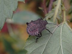 L5-Larve der Marmorierten Baumwanze (Halyomorpha halys)