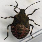 L5-Larve der Marmorierten Baumwanze (Halyomorpha halys)