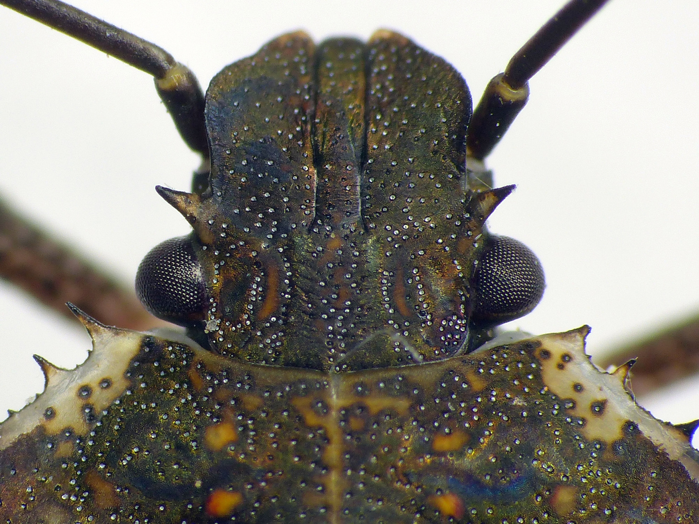 L5-Larve der Marmorierten Baumwanze (Halyomorpha halys)