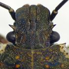 L5-Larve der Marmorierten Baumwanze (Halyomorpha halys)