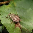 L5-Larve der Marmorierten Baumwanze (Halyomorpha halys)