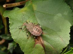 L5-Larve der Marmorierten Baumwanze (Halyomorpha halys)