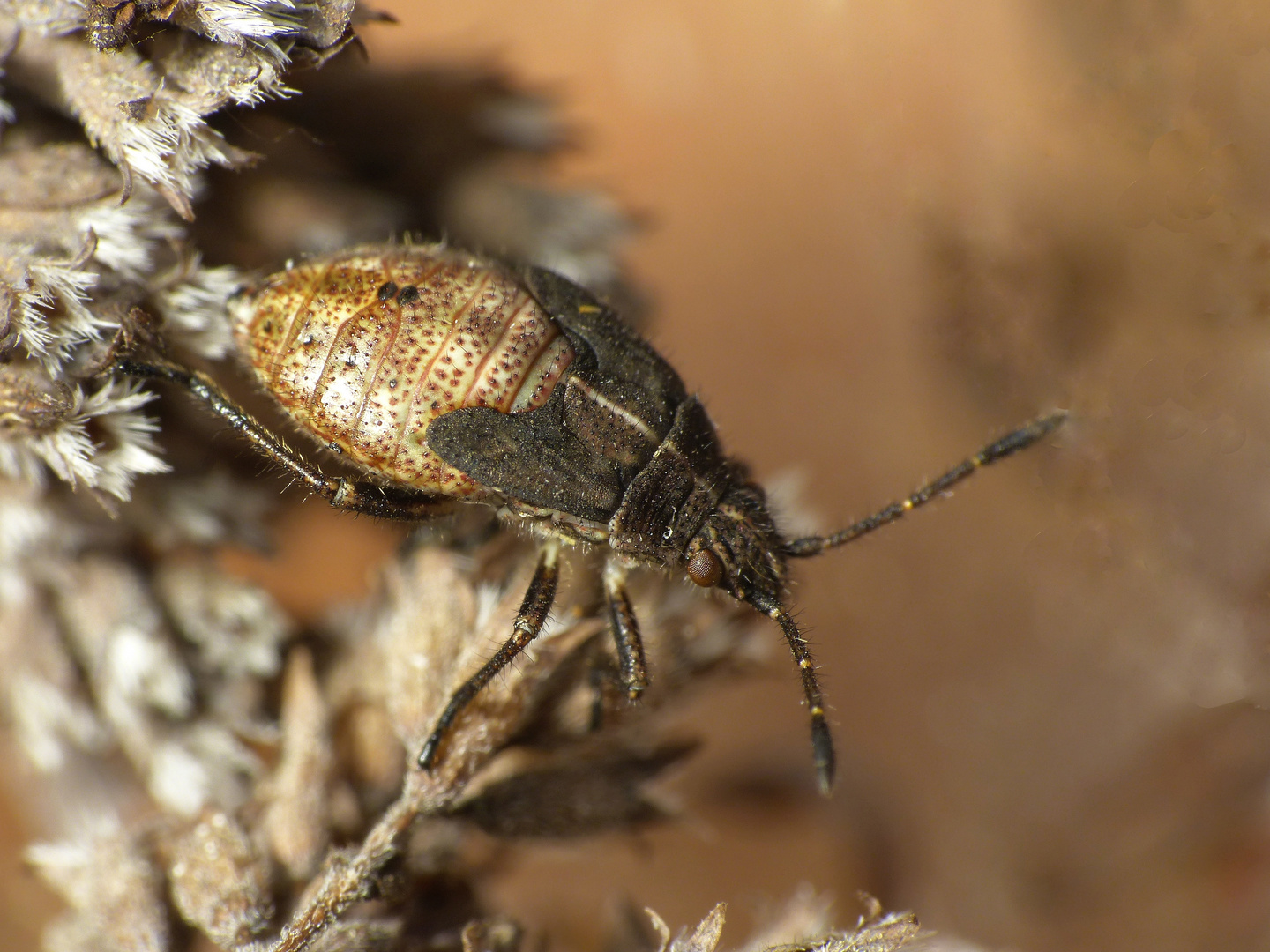 L5-Larve der Punktierten Glasflügelwanze (Stictopleurus punctatonervosus)