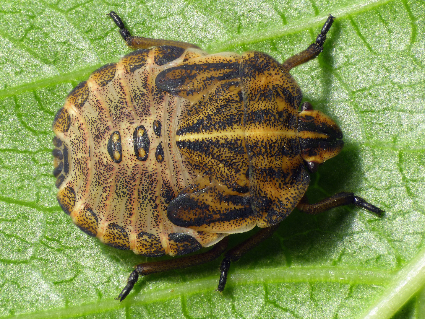 L5 Larve der Streifenwanze (Graphosoma italicum)