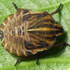 L5 Larve der Streifenwanze (Graphosoma italicum)