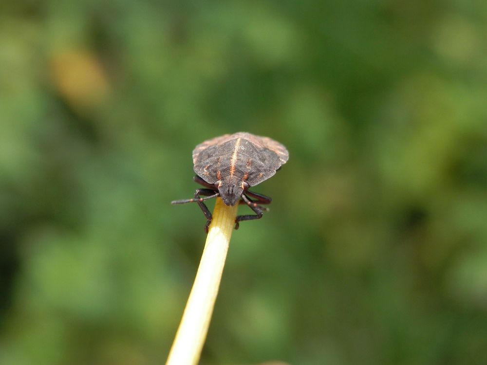 L5-Larve der Streifenwanze (Graphosoma italicum) - Klettermaxe